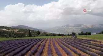 Emekli hemşire lavanta yetiştiriciliğiyle kadınlara örnek oluyor