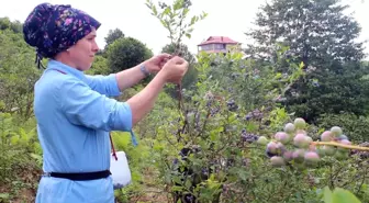 Elektrik Mühendisi Mavi Yemiş Yetiştirerek Geçim Sağlıyor