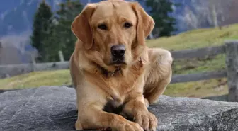 Sokak köpekleri uyutulacak mı, ne zaman? Cumhurbaşkanı Erdoğan'dan sokak hayvanları açıklaması!