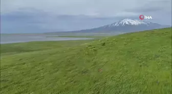 Sütey Yaylası ve Süphan Dağı'nda bulut geçişleri görsel şölen oluşturdu