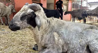 Diyarbakır ve Mardin'deki Yangından Etkilenen Hayvanlar Adana'da Tedavi Altına Alındı