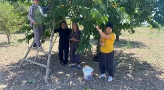 Bilecik'te Napolyon Kiraz Hasadı Başladı