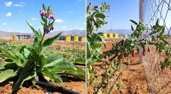 Kırşehir Ahi Evran Üniversitesi'nde Tıbbi ve Aromatik Bitkiler Hasat Dönemi Başladı