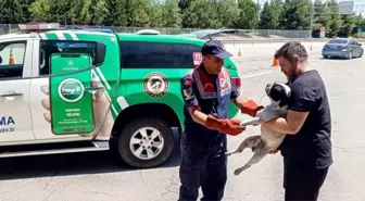 Edirne'de Yaralı Köpek Tedavi Altına Alındı