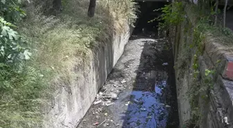 İstanbul'da Derelerden Yayılan Kötü Koku ve Kirlilik