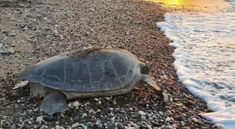 Yeşil deniz kaplumbağaları ve caretta carettalar Mersin kumsallarına yumurta bırakmaya başladı