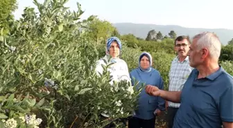 Maviyemiş Bitkisinin Hasadı Başladı