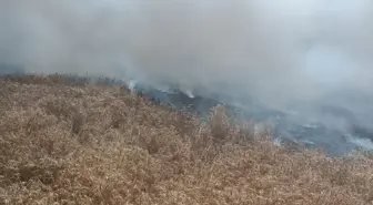 Enez'de çıkan yangında 20 dekarlık buğday yandı