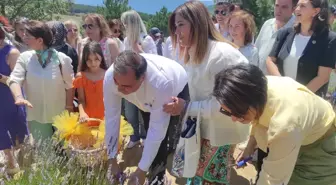 Ankara'nın Nallıhan ilçesinde lavanta hasat şenliği düzenlendi