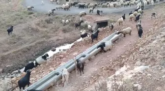 Hasankeyf ilçesinde hayvanların içme suyu ihtiyacı giderildi