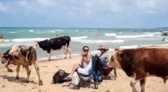 Kilyos'ta Halk Plajları Özel Plajları Geride Bıraktı