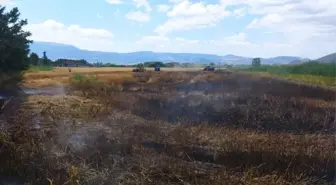 Tokat'ın Turhal ilçesinde buğday ekili arazide çıkan yangın söndürüldü