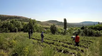 Tokat'ta Devlet Desteğiyle Çilek Üretimi