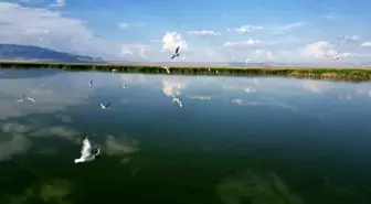 Eber Gölü'ndeki Su Seviyesi Düşüşü Kuş Popülasyonunu Tehdit Ediyor