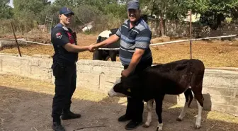 Edirne'de Kaybolan Buzağı Dronla Bulundu