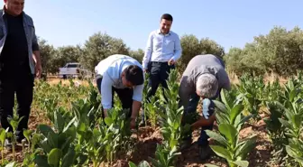 Aydın'ın Karacasu ilçesinde Tütün Hasadı