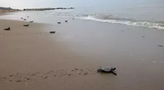 Antalya'da Caretta Caretta Yuvaları Artıyor