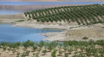 Elazığlı Orman Mühendisi 100 Dönüm Araziyi Badem Bahçesine Dönüştürdü