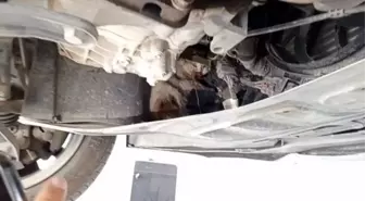 Samsun'da motor kısmına sıkışan kedi kurtarıldı