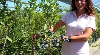 Kadın girişimci yaban mersini ihracatını 7 ülkeye genişletti