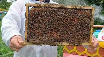 Yığılca Arısı Türk ve Dünya Arıcılarının Rağbet Gösterdiği Bir Tür