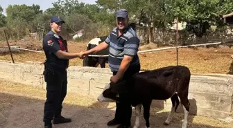 Edirne'de kaybolan buzağı dronla bulundu