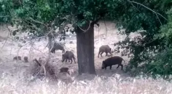 Malatya'da yiyecek arayan domuz sürüsü kameralara yansıdı