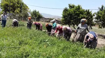 Aydın'da Kadınlar Biber Tarlalarında Çalışıyor