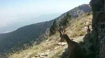 Denizli'de Ormanlık Alanda Fotokapanla Görüntülenen Yaban Hayvanları