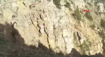 Denizli'de Ormanlarda Yaban Hayvanları Görüntülendi