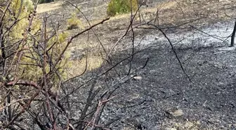 Samsun'un Alaçam ilçesinde çıkan yangında 1,5 hektar ormanlık alanda zarar oluştu