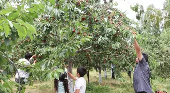 Ağrı'da Meyve Bahçesi Kurarak Kazanç Sağlayan Çiftçi