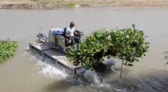 Asi Nehri'ndeki Su Sümbülleri Temizleniyor