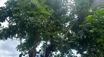 Sinop'ta Keçiboynuzu Ağacı Şaşırttı