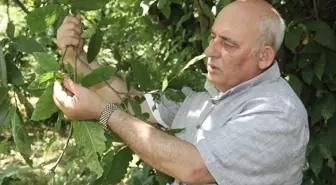 Sinop'ta Kestane Hasadı İçin İyi Haber