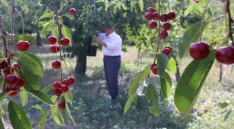 Çankırı Eldivan'da Kiraz Üretimi Arttı