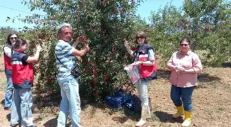 Kütahya'da Kiraz ve Vişne Bahçelerinde Pestisit Denetimi Yapıldı