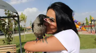 Sokakta bulduğu yavru kargayı evinde besliyor