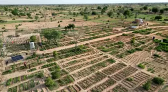 TİKA'nın desteğiyle Nijer'de sebze ve moringa üretim bahçesi kuruldu