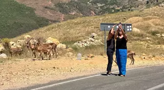 Tunceli'de Yaban Hayvanları İle İlgili Uyarı