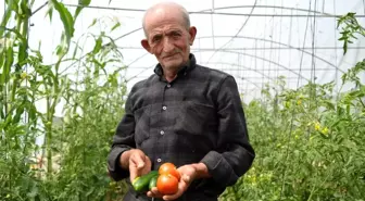 Bayburt'ta Ata Tohumlarıyla Organik Tarım