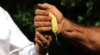 Yüreğir Ziraat Odası Başkanı: Erken kesilen Mayer limonları risk taşıyor