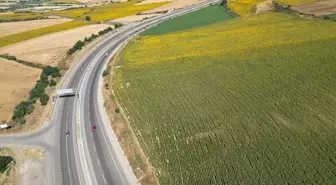 Tekirdağ'da Ayçiçeği Tarlaları Renkli Bir Seyahat İmkanı Sunuyor