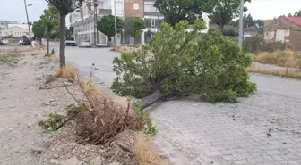Ağrı'nın Patnos ilçesinde şiddetli rüzgar nedeniyle ağaçlar yerinden söküldü