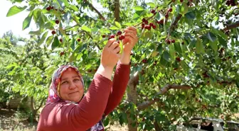 Saimbeyli Kirazı Hasat Ediliyor