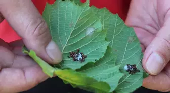 Ordu'da samuray arıları kahverengi kokarcayla mücadelede etkili