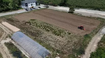 Düzce'de Tarım Akademisi Projesiyle Tıbbi Aromatik Bitki Üretimi Başladı