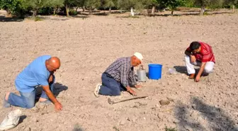 Kırkağaç Kavunu Hasadı İçin Ekim Başladı