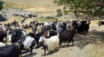 Göçerler Muş'un serin yaylalarında hayvancılık yapıyor