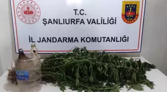 Şanlıurfa'da Kenevir Operasyonu: 3 Zanlı Gözaltına Alındı